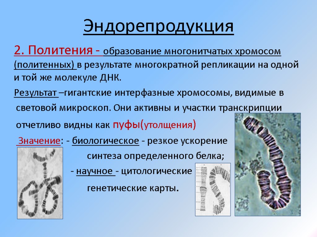 Эндорепродукция 2. Политения - образование многонитчатых хромосом (политенных) в результате многократной репликации на одной